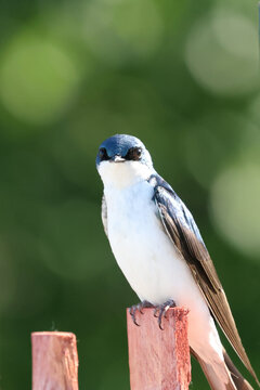 Tree Swallow (Tachycineta bicolor) perched on a wooden fence post while making direct eye contact against a green background.