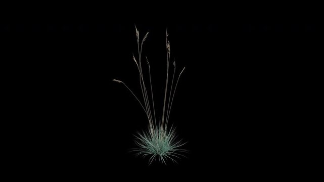 Blue Oat Grass Swaying in Wind Loop Animation with Alpha Channel. Wind Blows The Helictotrichon sempervirens Grass. Meadow Plant Leaves Swaying. Animated Grass Moving in Breeze. Transparent BG. Loop A