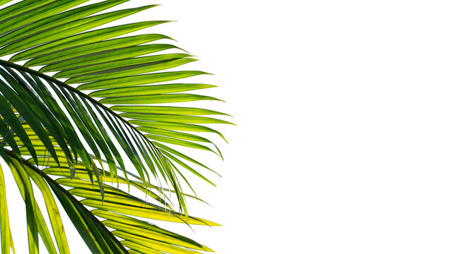 Summer background, Tropical palm leaf on white copy space.