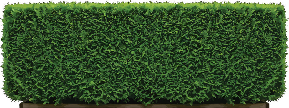 Green hedge isolated on white background, trimmed garden shrub wall, landscaping element, flat vector illustration design asset
