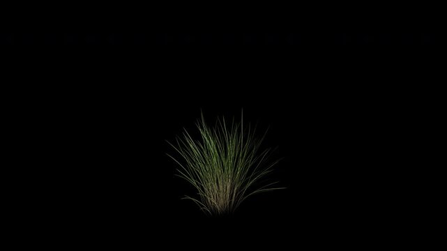 Blue Oat Grass Swaying in Wind Loop Animation with Alpha Channel. Wind Blows The Helictotrichon sempervirens Grass. Meadow Plant Leaves Swaying. Animated Grass Moving in Breeze. Transparent BG. Loop A