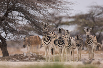 Fototapeta premium Group of Plains Zebra (Equus quagga) at a waterhole in Onguma Nature Reserve abutting Etosha National Park, Namibia