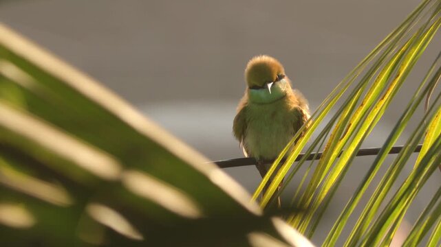 Asian Green Bee-Eater bird perched on a wire looking directly at camera framed by green palm leaves. Close up of a Little Green Bee-Eater sitting on a thin wire in morning golden hour light.