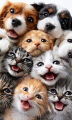 Fototapeta premium Cute animal friends looking up in a joyful portrait