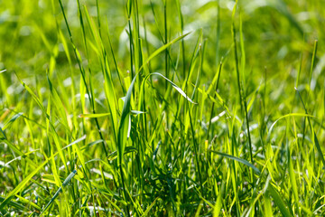 Obraz premium Vibrant grass blades in sunlight, shallow depth of field, natural background