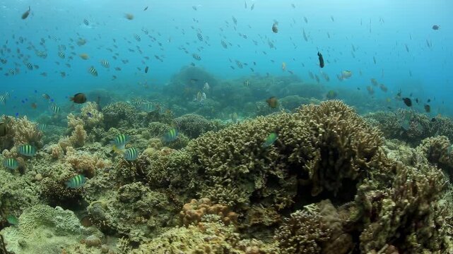 Vibrant coral reef teeming with schools of colorful fish, including Indo-Pacific sergeant and damselfish, swimming in clear tropical ocean water with dappled sunlight.