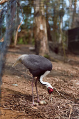 Obraz premium Bird cassowary eggs nest forest wildlife parent on ground tending and inspecting eggs among leaf litter and tree trunks in natural habitat showing avian behavior and care