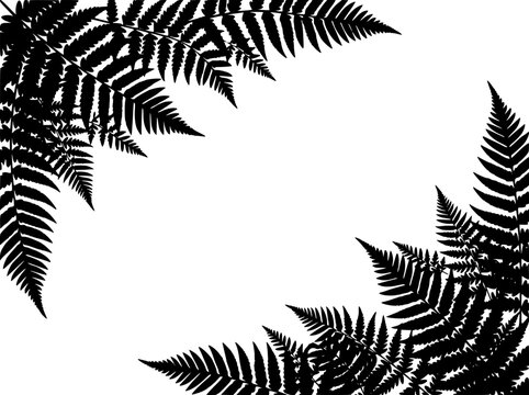 Black fern leaf silhouettes frame on white background with copy space