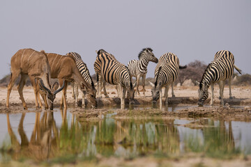 Naklejka premium Group of Plains Zebra (Equus quagga) at a waterhole in Onguma Nature Reserve abutting Etosha National Park, Namibia