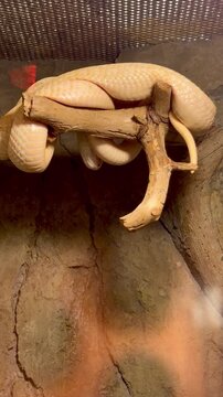 Albino python snake wrapping around tree branch in terrarium