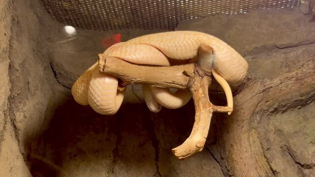 Albino python snake wrapping around tree branch in terrarium
