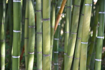 Obraz premium Bambous au jardin en été