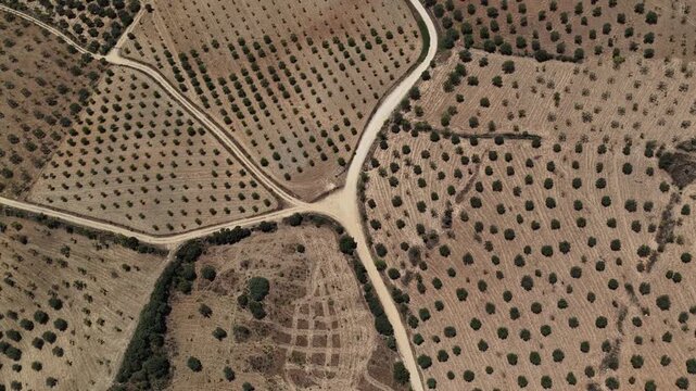 Lush Mediterranean Olive Orchard: Aerial Perspective from Greek Landscape