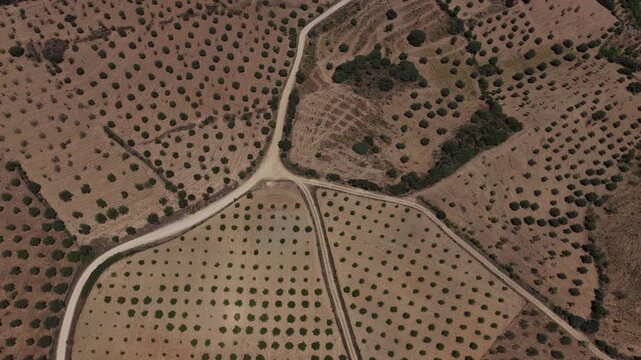 Scenic Aerial Footage of Traditional Greek Olive Tree Cultivation