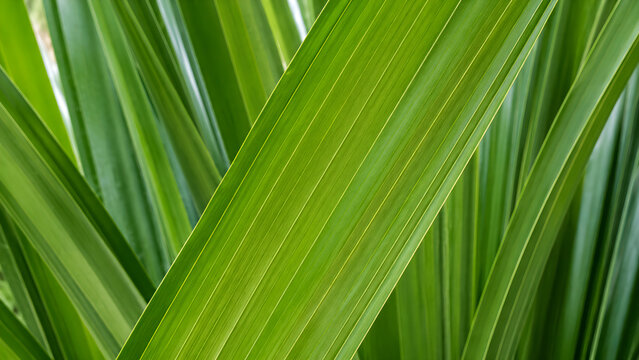 Close up of vibrant green linear tropical leaves with organic texture