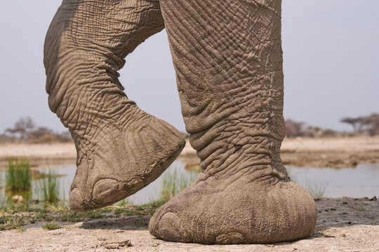 Large male African Elephant (Loxodonta africana) walking past a waterhole in Onguma Nature Reserve abutting Etosha National Park, Namibia