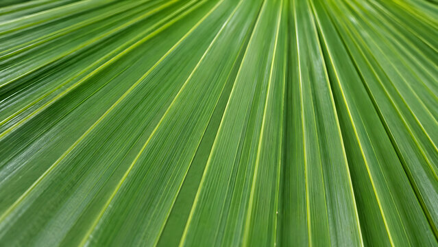 Close up of a vibrant green palm leaf with radiating texture
