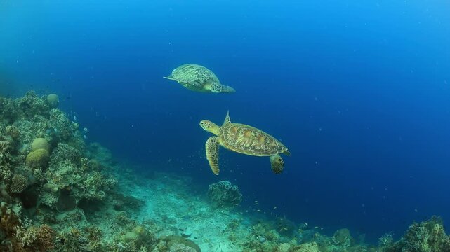 Two majestic green sea turtles glide gracefully over a thriving coral reef in crystal clear blue tropical waters, a serene underwater wildlife scene.