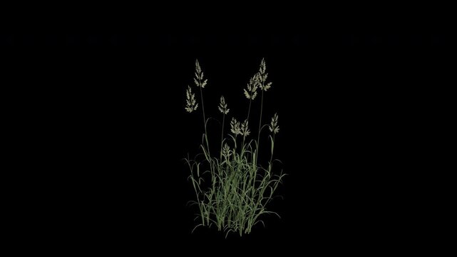 Reed Canary Grass Swaying in Wind Loop Animation with Alpha Channel. Wind Blows The Ribbon Grass. Meadow Plant Leaves Swaying. Animated Phalaris Arundinacea Moving in Breeze. Transparent BG. Loop Anim