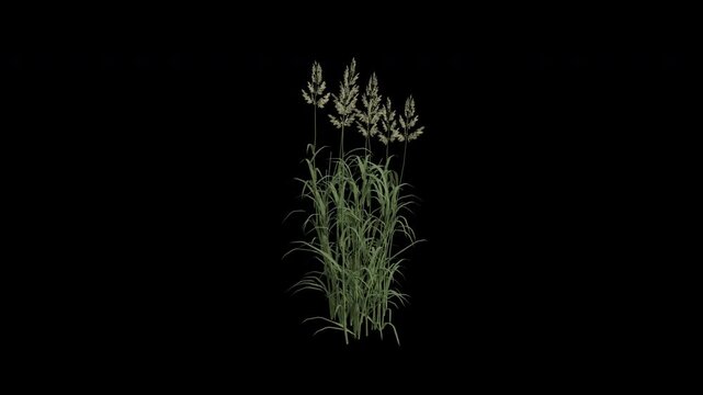Reed Canary Grass Swaying in Wind Loop Animation with Alpha Channel. Wind Blows The Ribbon Grass. Meadow Plant Leaves Swaying. Animated Phalaris Arundinacea Moving in Breeze. Transparent BG. Loop Anim