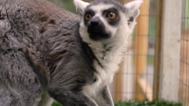 Cute ring-tailed lemur in a zoo holding food and eating while looking around curiously