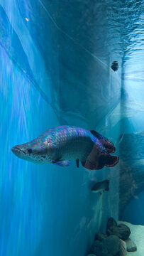 Large Arapaima Fish Swimming in Blue Aquarium Tank
