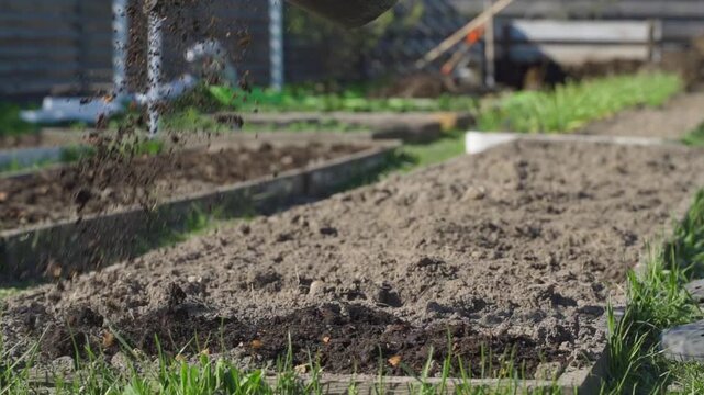 Fertilizing garden bed with homemade vermicompost from compost close-up. Spreading fertilizer in garden before season