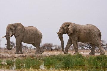 Fototapeta premium Group of large male African Elephant (Loxodonta africana) at a waterhole in Onguma Nature Reserve abutting Etosha National Park, Namibia