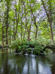 Obraz premium Stream Source Flowing into Forest Pond with Ferns and Fresh Green Trees, Vertical View, Silky Water