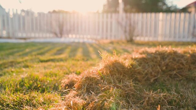 Piles of raked dry dead grass on lawn at sunset close-up