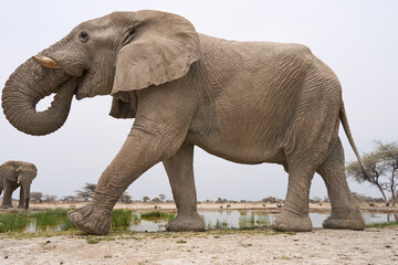 Fototapeta premium Large male African Elephant (Loxodonta africana) at a waterhole in Onguma Nature Reserve abutting Etosha National Park, Namibia