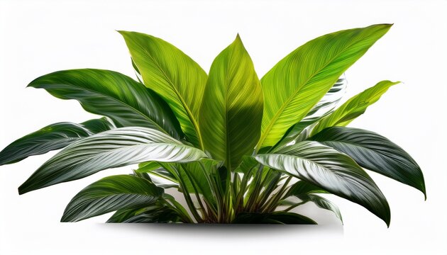 Tropical Plant Isolated On White Background Png File