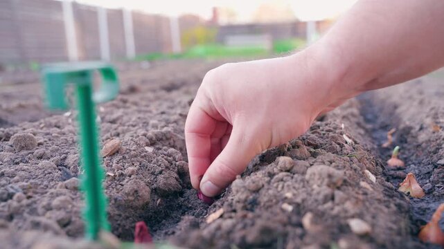 Manual planting of red onion in watered rows close-up