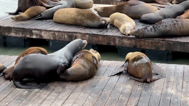 Sea lions on the Pier 39, San Francisco, California, USA