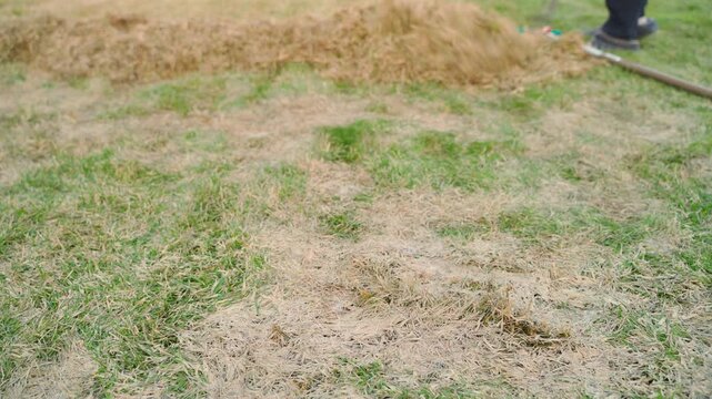 Lawn after raking with pile of dry dead grass in spring