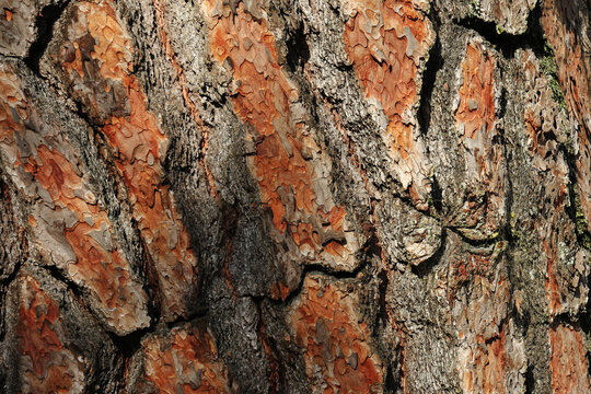 Close-up of old pine tree bark, a wood texture with distinctive rugged grain