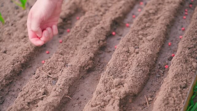 Hand sowing red pea seeds in three rows in garden bed close-up