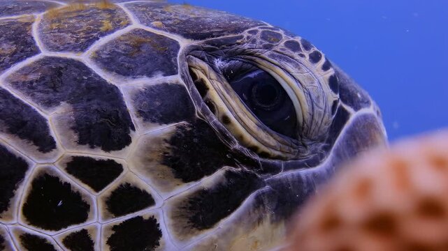 Extreme close-up of a Turetle's eye blinking slowly underwater, showcasing intricate scales against a serene blue ocean background.