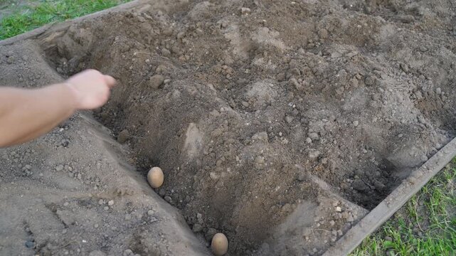 Hand placing potato in hole and covering with soil close-up. Manual potato planting