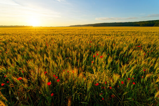 Wheat field and poppies in the Essonne valley. &Icirc;le-de-France region	 