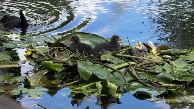 Eurasian coot swimming beside chicks on a nest