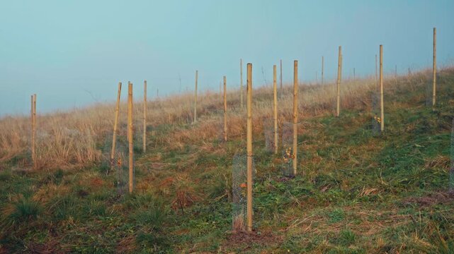 A Vineyard Field is Being Prepared With Rows of Wooden Posts Arranged Across a Grassy Hillside - Handheld Shot