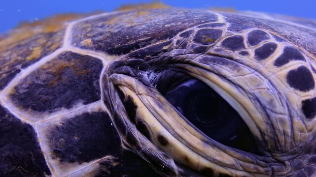 Extreme Close-Up of a Turetle's Eye Underwater with Detailed Scales and Slow Blinking in Clear Blue Water, Macro Shot of Marine Life