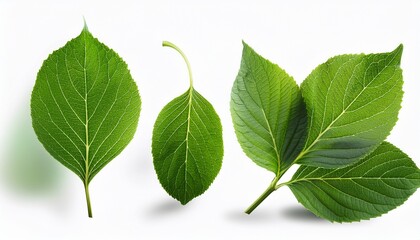Fototapeta premium Green Hydrangea Leaves In Different Positions Cut Out Isolated On A Transparent Background With White