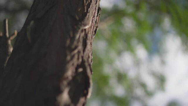 Close-up of tree trunk bark texture. Rough brown bark shows deep crevices and natural patterns. Blurred green foliage creates depth in the background. Sunlight highlights bark surface details