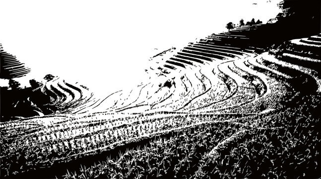 black and white rice terraces landscape