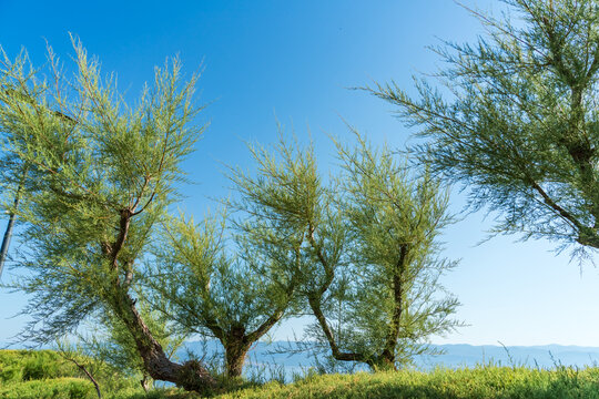 Graceful tamarisk trees growing on a coastal meadow under a clear blue sky