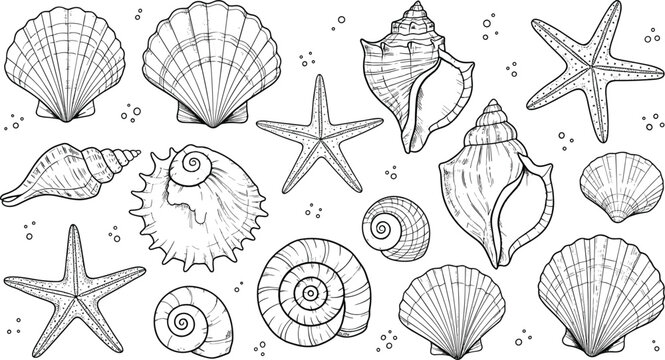 Hand drawn seashells and starfish collection vector illustration outline engraving detailed marine life coloring page banner