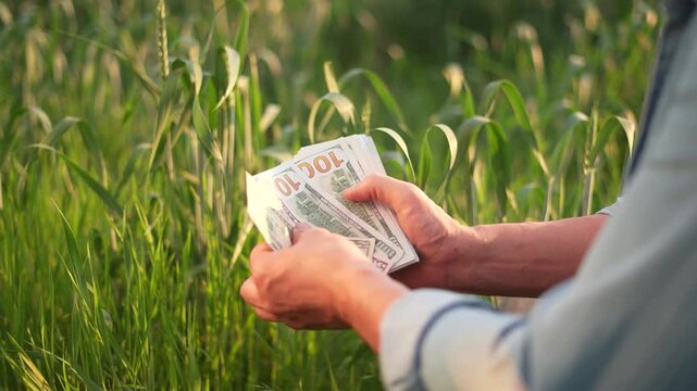 A man is counting cash while standing in tall green grass. The cash includes multiple bills, highlighting the man's focus on money amidst the natural setting.