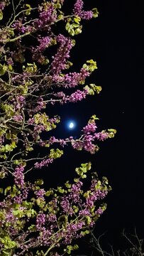 Une belle sc&egrave;ne printani&egrave;re en France : la Pleine Lune vu &agrave; travers les branches d'un arbre en fleur aux fleurs roses (Gif-sur-Yvette, Vall&eacute;e de Chevreuse, &Icirc;le-de-France)